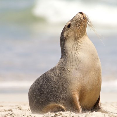 An Australian sea lion raises its head to the sky